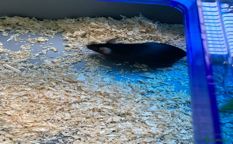 Mouse rodents - Advert 1