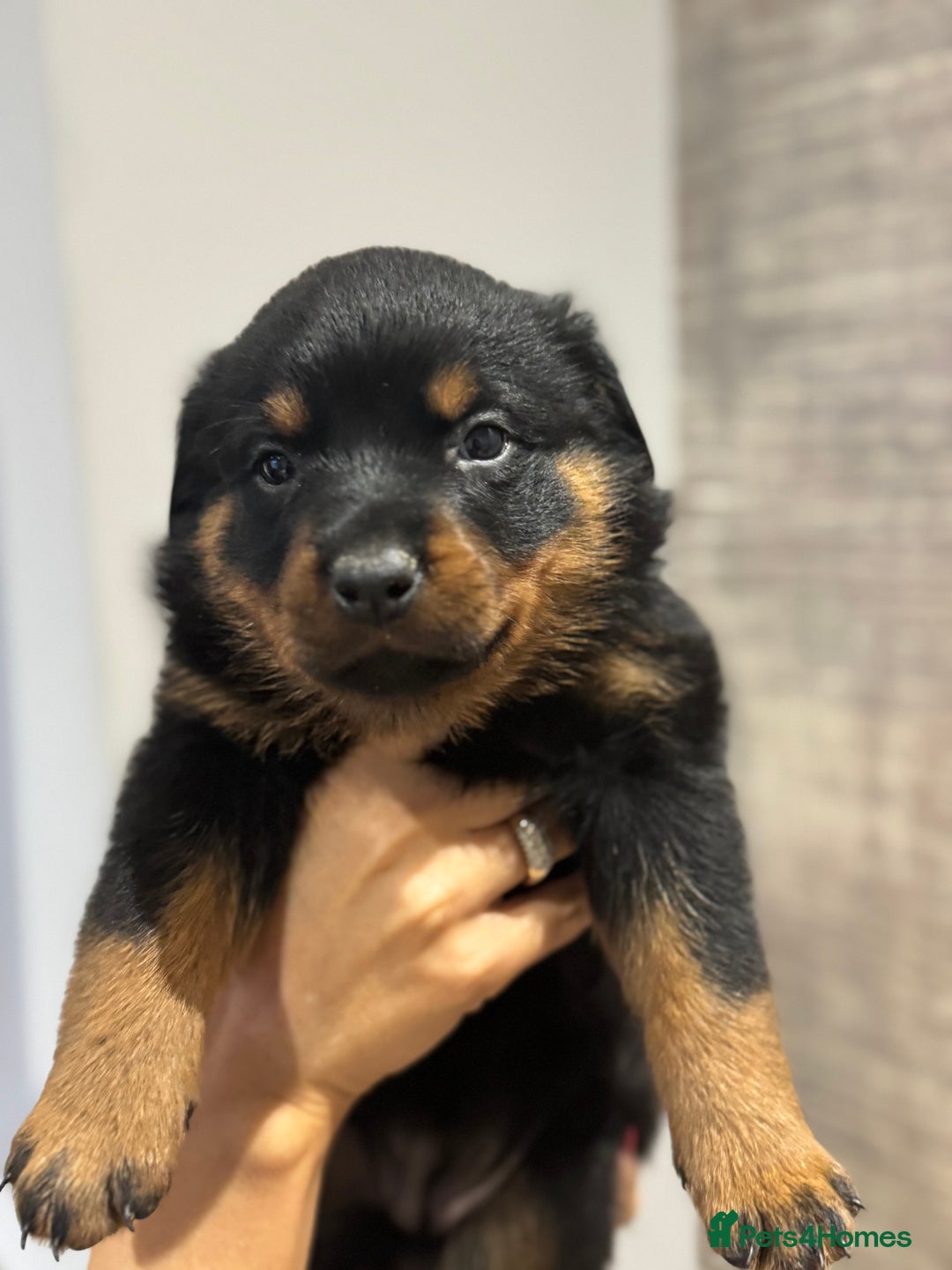 Rottweiler dogs for sale: Rottweiler Puppies - Advert 2