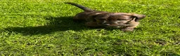 Miniature Dachshund dogs for stud: KC reg Miniature Dachshund Stud DNA tested  - Advert 13