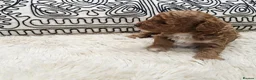 Toy Poodle dogs for sale: KC Toy Poodles  - Advert 12