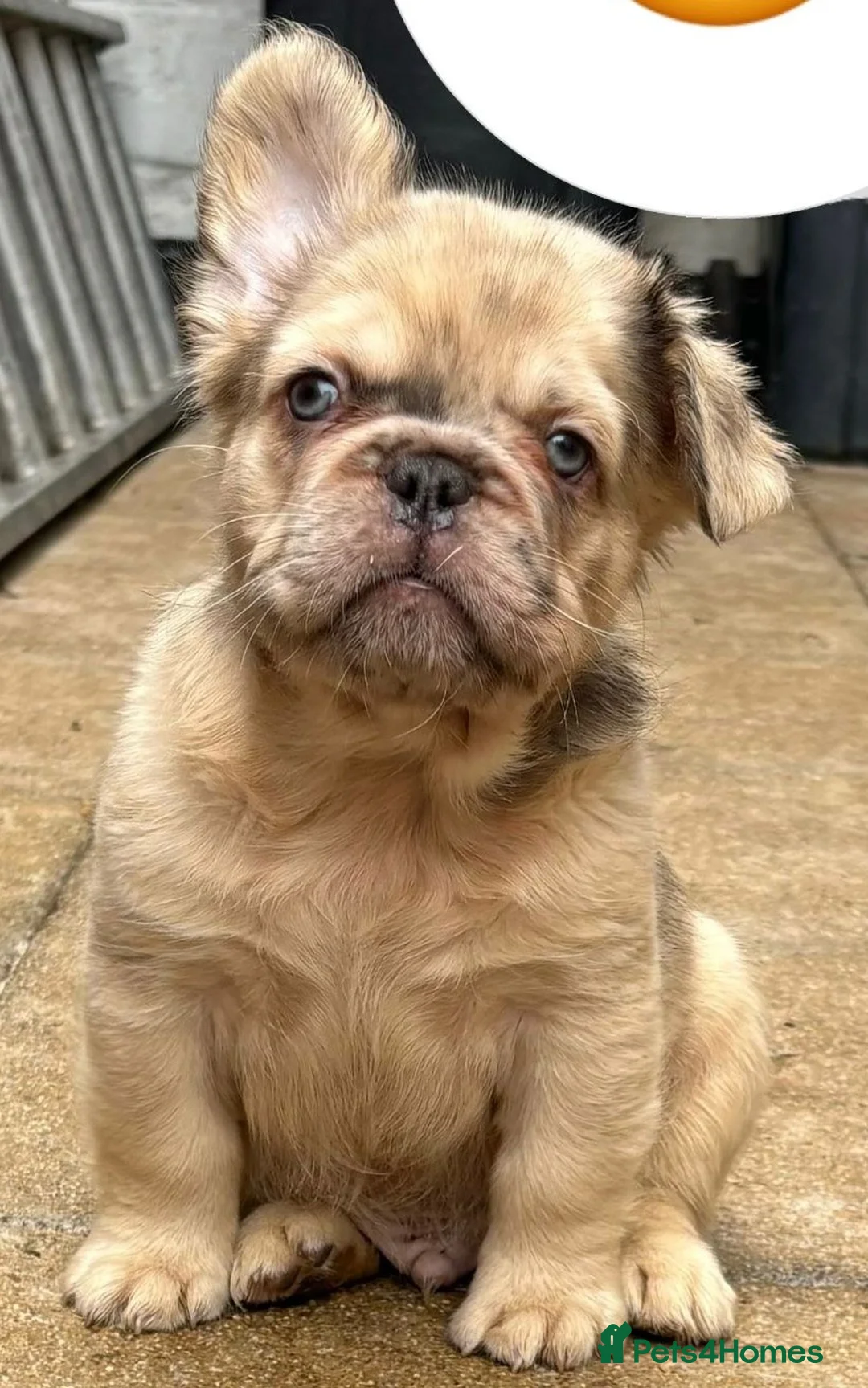 French Bulldog dogs for stud: New shade fluffy merle  in Sheffield - Advert 24