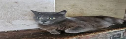Mixed Breed cats for sale: Sweet kittens for sale - Advert 6