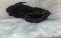 Shihpoo dogs for sale: Beautiful Shihpoos 🐶🐾 - Image 4