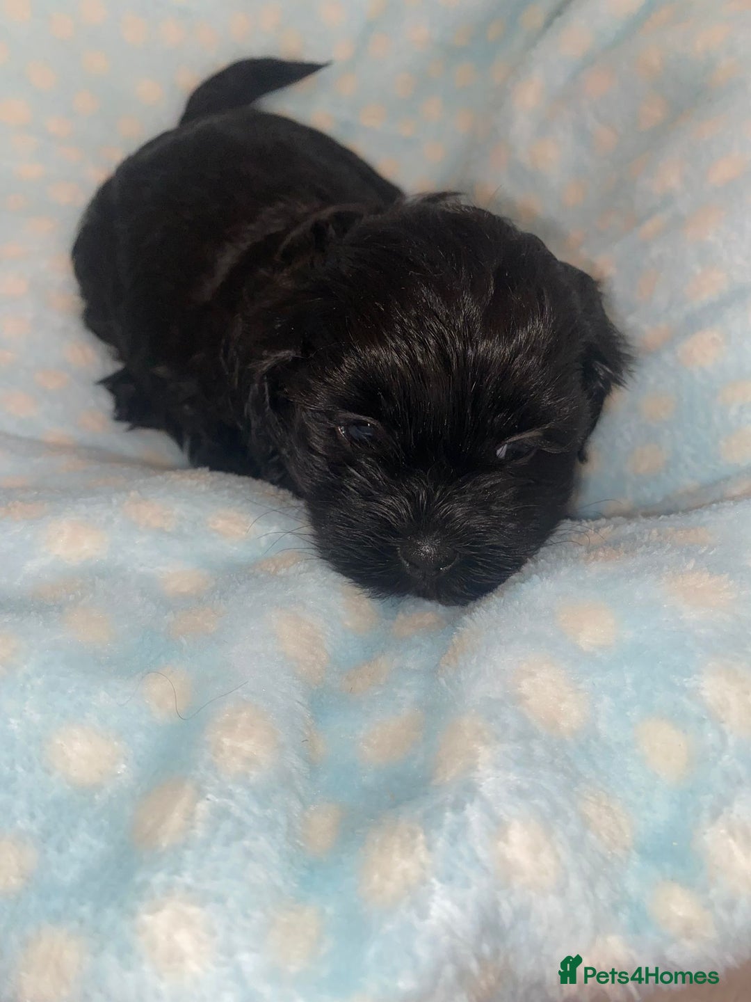Shihpoo dogs for sale: Beautiful Shihpoos 🐶🐾 - Image 4