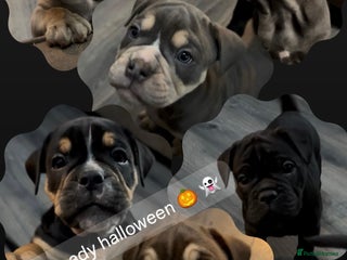 Olde English Bulldogge dogs - Advert 14