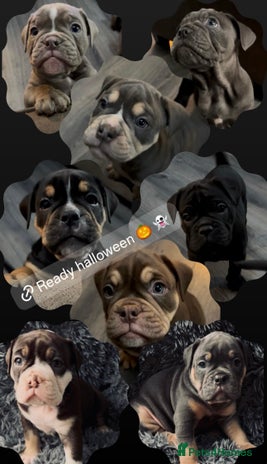 Olde English Bulldogge dogs - Advert 2
