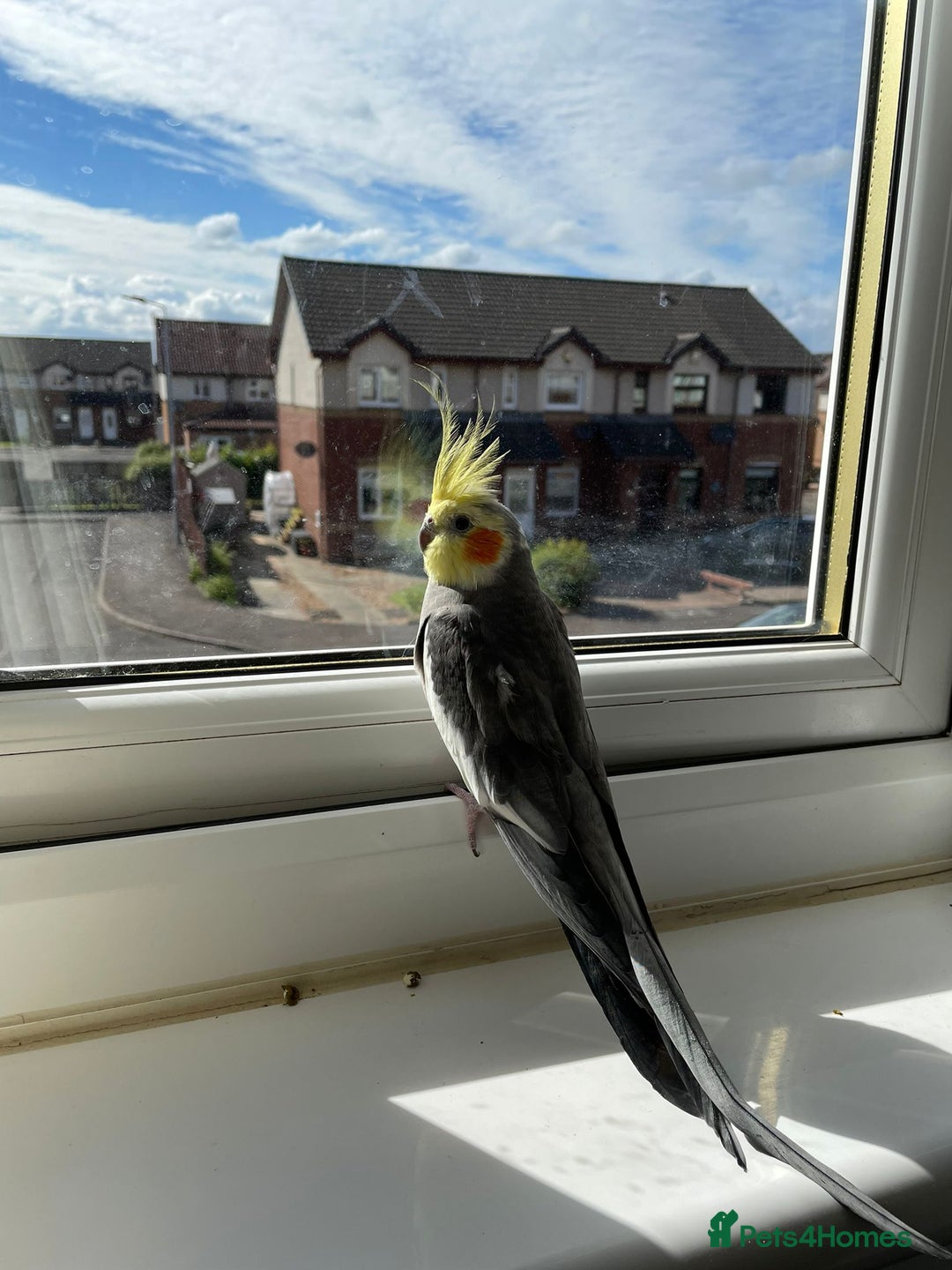 Cockatiels birds for sale: Bonded male and female cockatiel - Advert 2