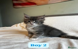 Maine Coon cats for sale: Maine Coon Kittens for Sale TICA  3 Boys & 2 Girls - Image 23