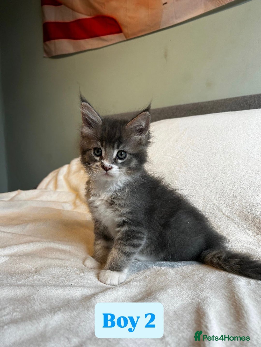 Maine Coon cats for sale: Maine Coon Kittens for Sale TICA  3 Boys & 2 Girls - Image 23