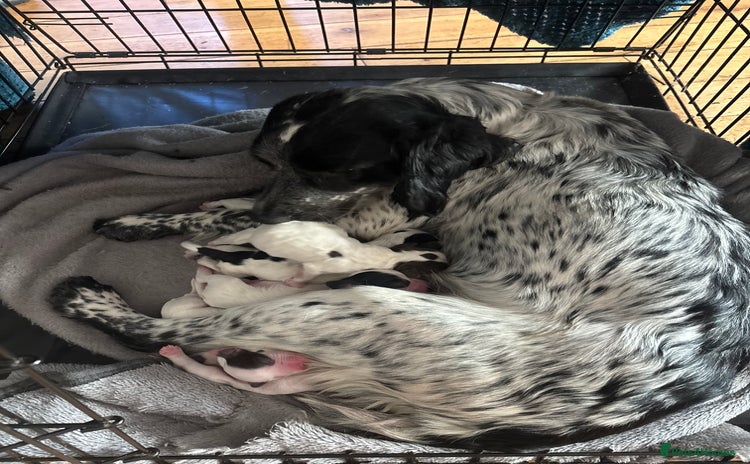 Sprocker dogs - Advert 1