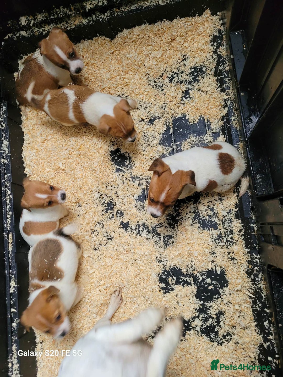 Jack Russell dogs for sale: 5 lovely Male jack Russel puppies for sale - Advert 2