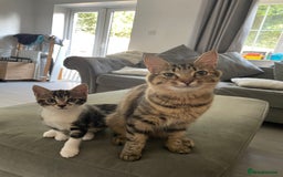 Domestic Shorthair cats for sale: Mother and daughter - Image 3