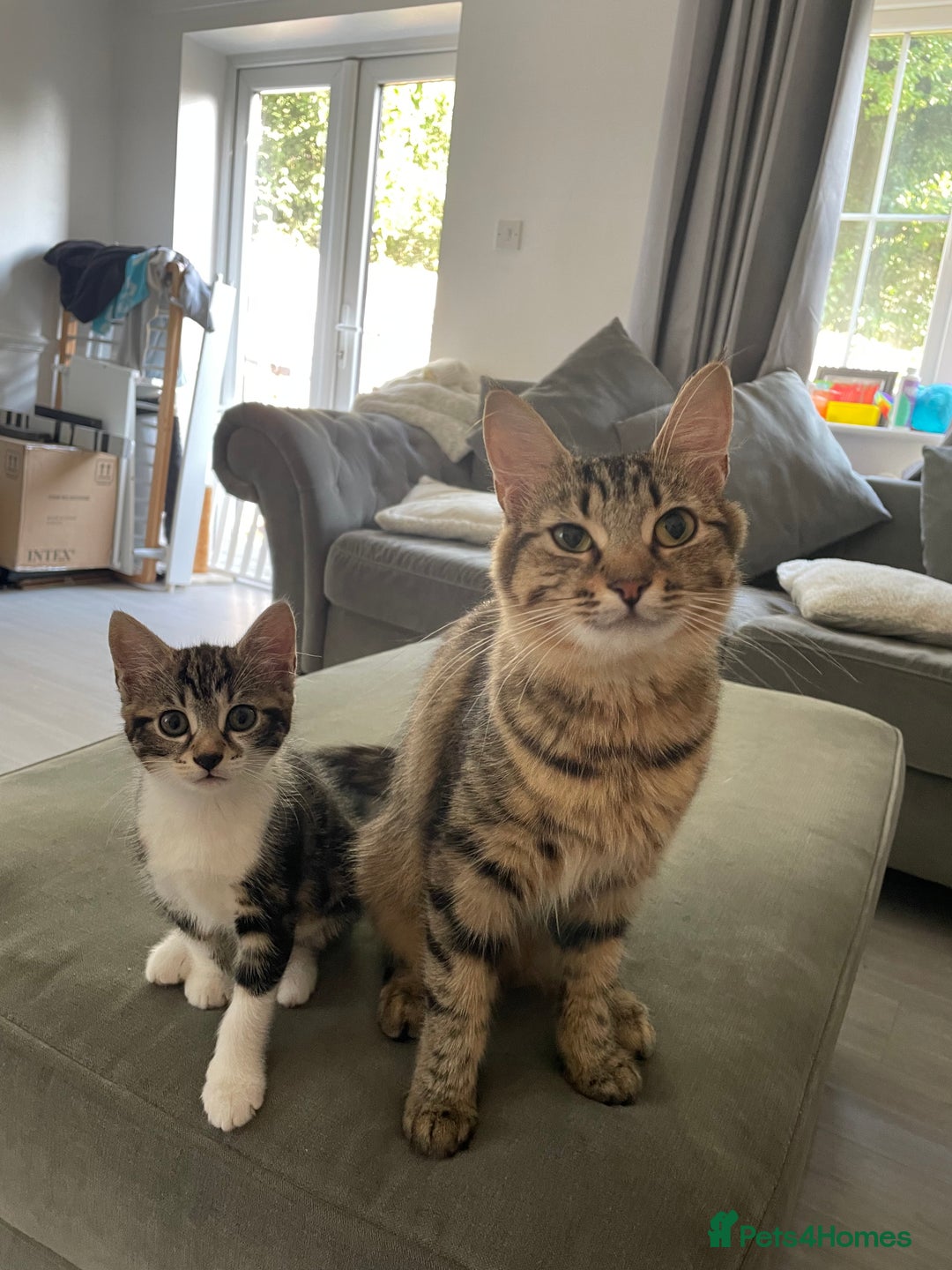 Domestic Shorthair cats for sale: Mother and daughter - Image 3