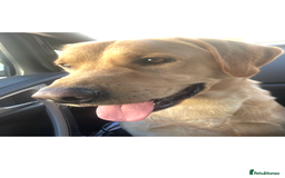 Labrador Retriever dogs for stud: Pedigree Lab  - Image 3