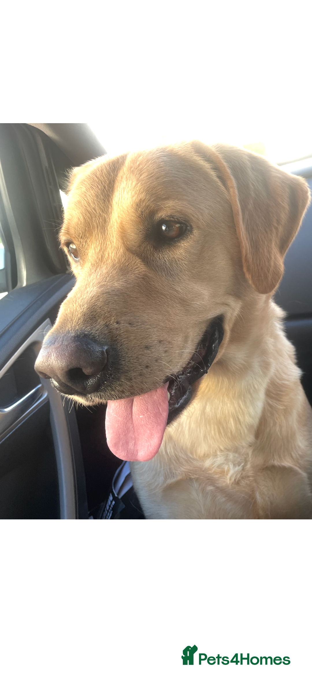 Labrador Retriever dogs for stud: Pedigree Lab  - Image 3