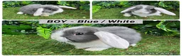 Mini Lop rabbits for sale: Superb mini lop baby rabbits  - Advert 3