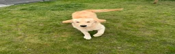 Golden Retriever dogs for sale: 2 KC Boys  - Advert 12