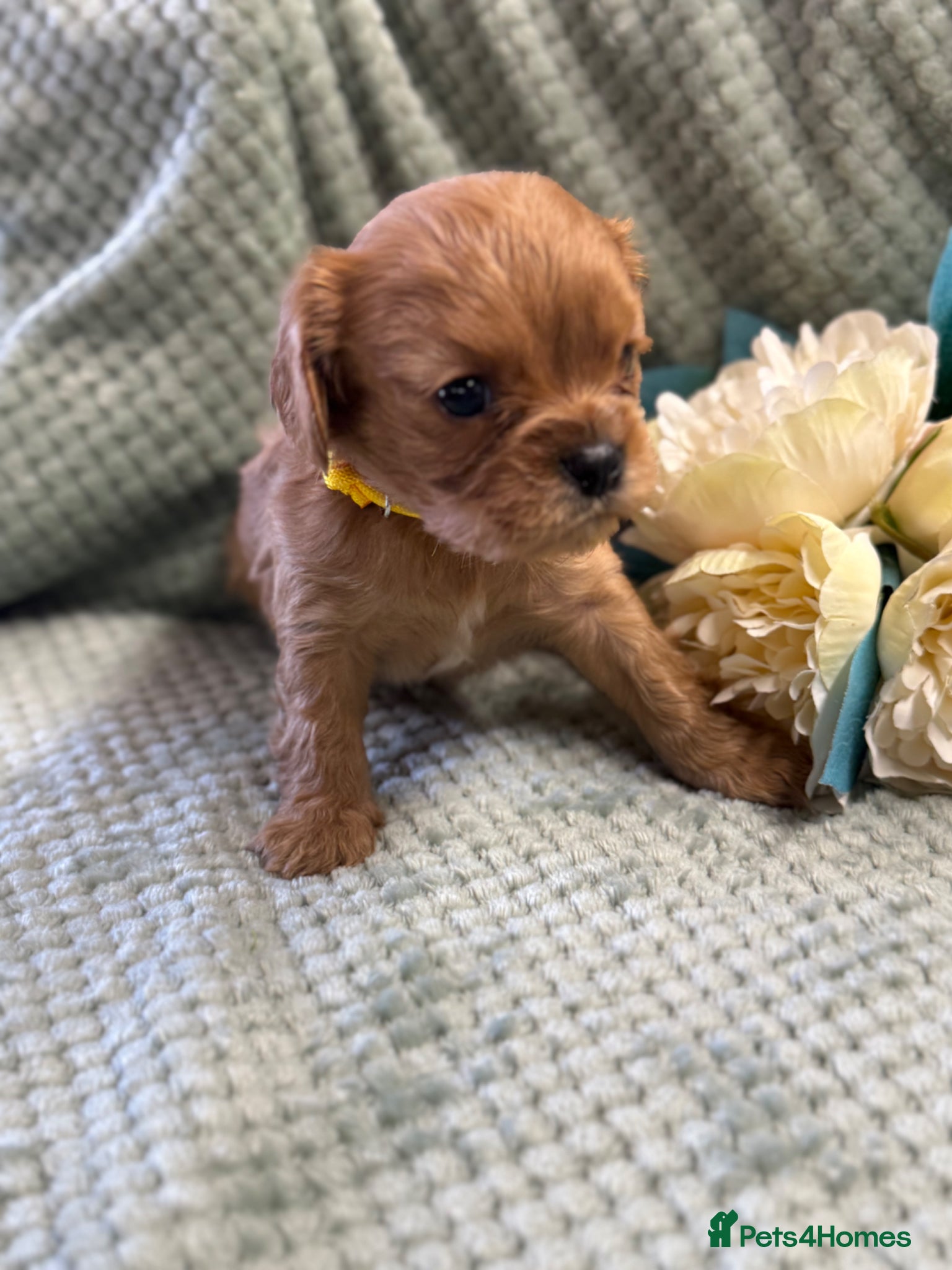 Cavalier King Charles Spaniel dogs Cavalier King Charles  - Advert 1
