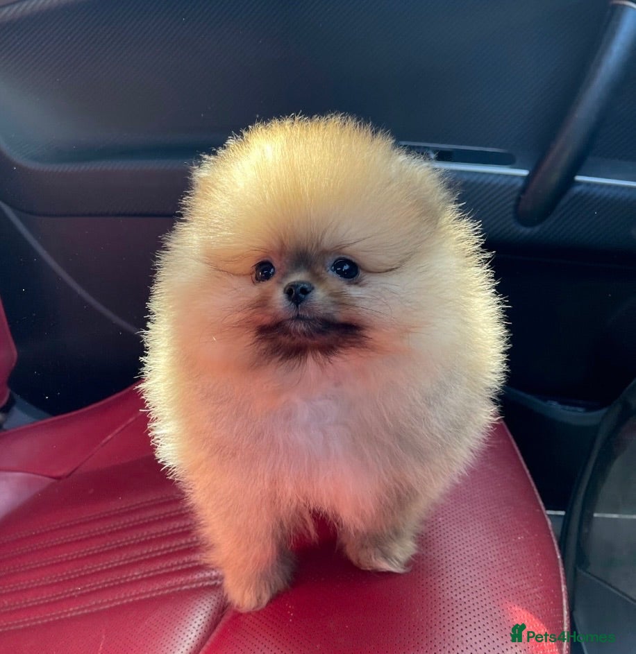 Pomeranian dogs Teddy Bear Pomeranian Girl - Ready Soon, KC Reg. - Advert 2