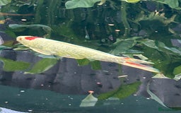 Koi Carp fish for sale: koi fish and various other fish - Image 4