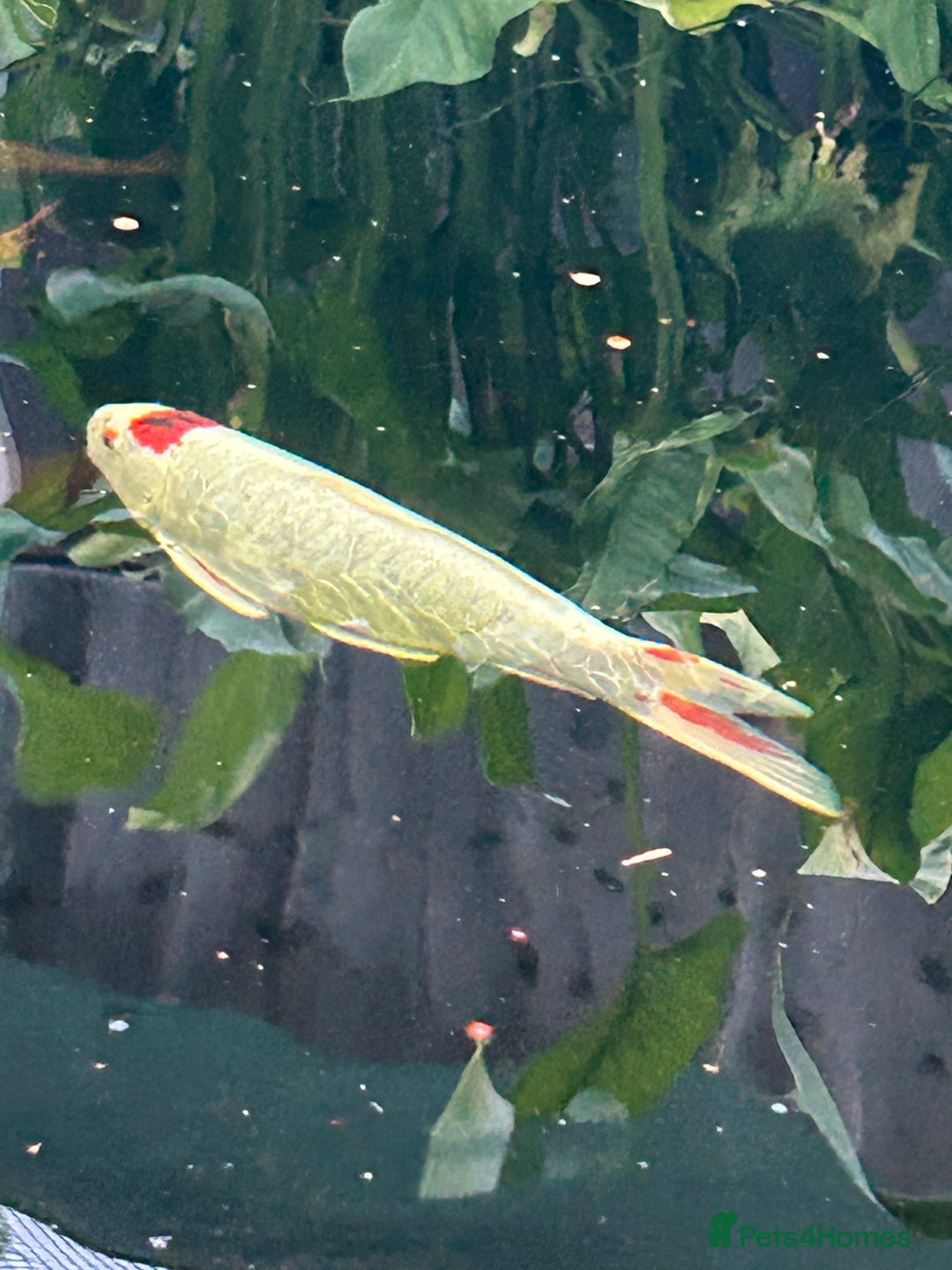 Koi Carp fish for sale: koi fish and various other fish - Image 4