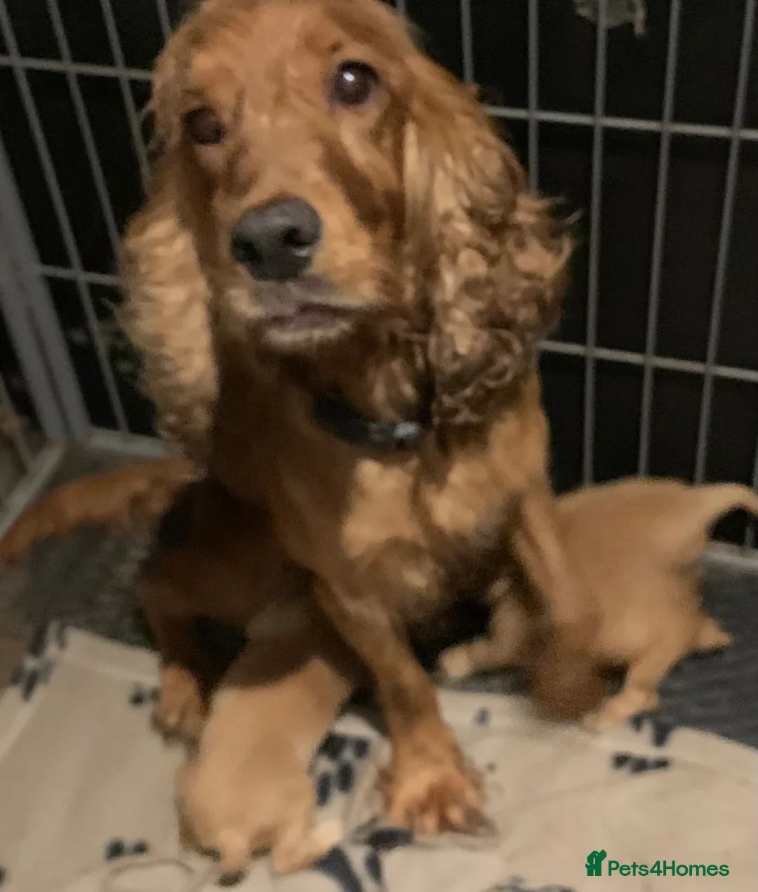 Cocker Spaniel dogs for sale: Golden cocker Spaniels in Neston - Advert 9