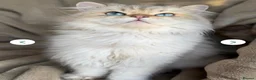 Brazilian Shorthair cats for sale: TIKA  Beautiful British Shorthair Girls - Advert 7