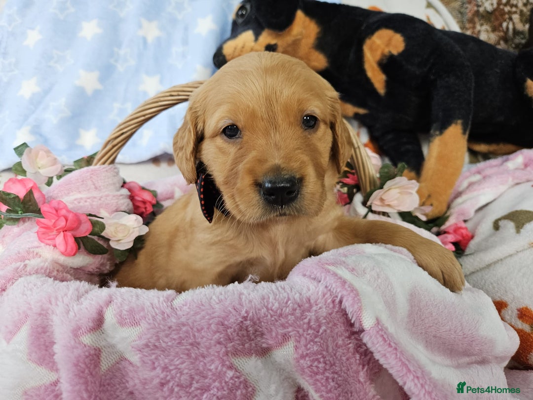 Golden Retriever dogs for sale: Gorgeous Golden Retriever Puppies (KC Reg Parents) - Advert 4