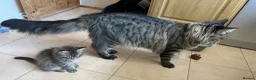 Maine Coon cats for sale: Tufty ears and big paws  - Advert 19
