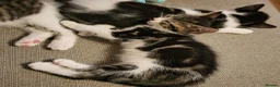 Mixed Breed cats for sale: Stunning bi-colour kittens in Ipswich - Advert 12