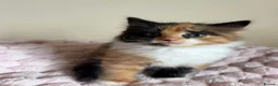 Mixed Breed cats for sale: Beautiful Fluffy Maine Coon Cross kitten  - Advert 7