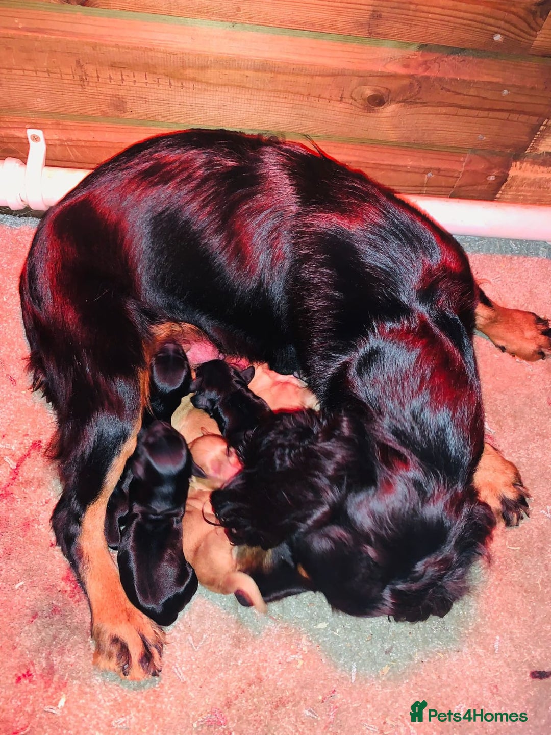 Cockapoo dogs for sale: Beautiful cockapoo puppies - Advert 1