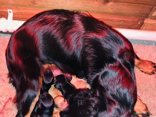 Cockapoo dogs Beautiful cockapoo puppies - Advert 1