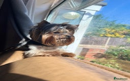 Yorkshire Terrier dogs for stud: Beautiful Yorkshire terrier  in Hornchurch - Advert 15