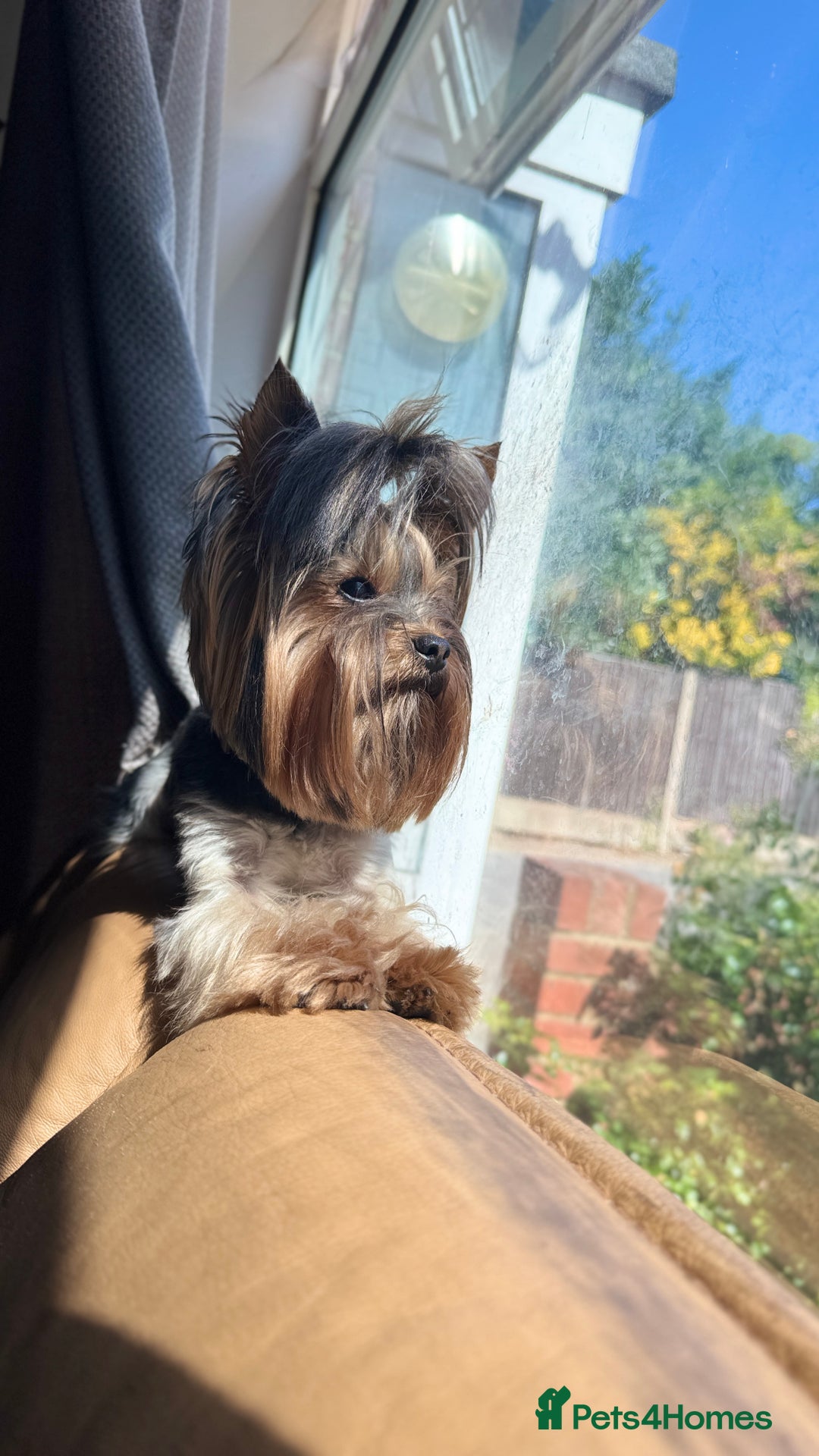 Yorkshire Terrier dogs for stud: Beautiful Yorkshire terrier  in Hornchurch - Advert 15