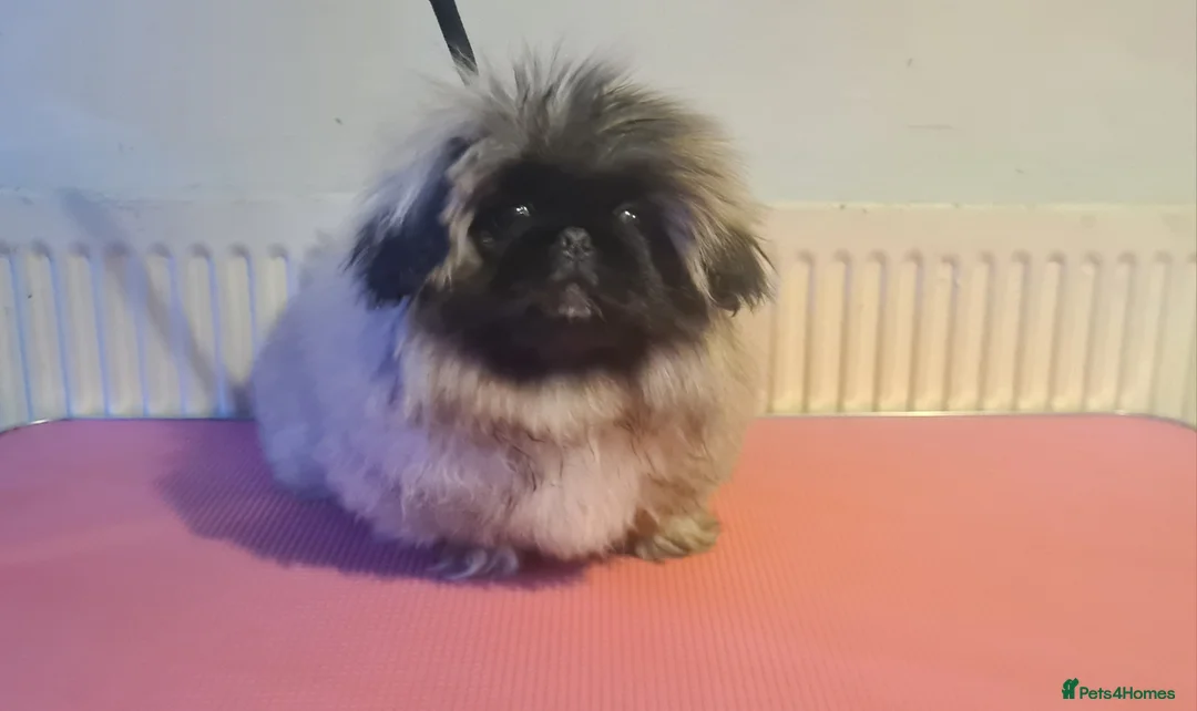 Pekingese dogs for sale: Pekingese puppys (Champion Bloodlines) - Advert 15