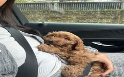 Mixed Breed dogs for sale: Puppies looking for a loving family  - Image 7