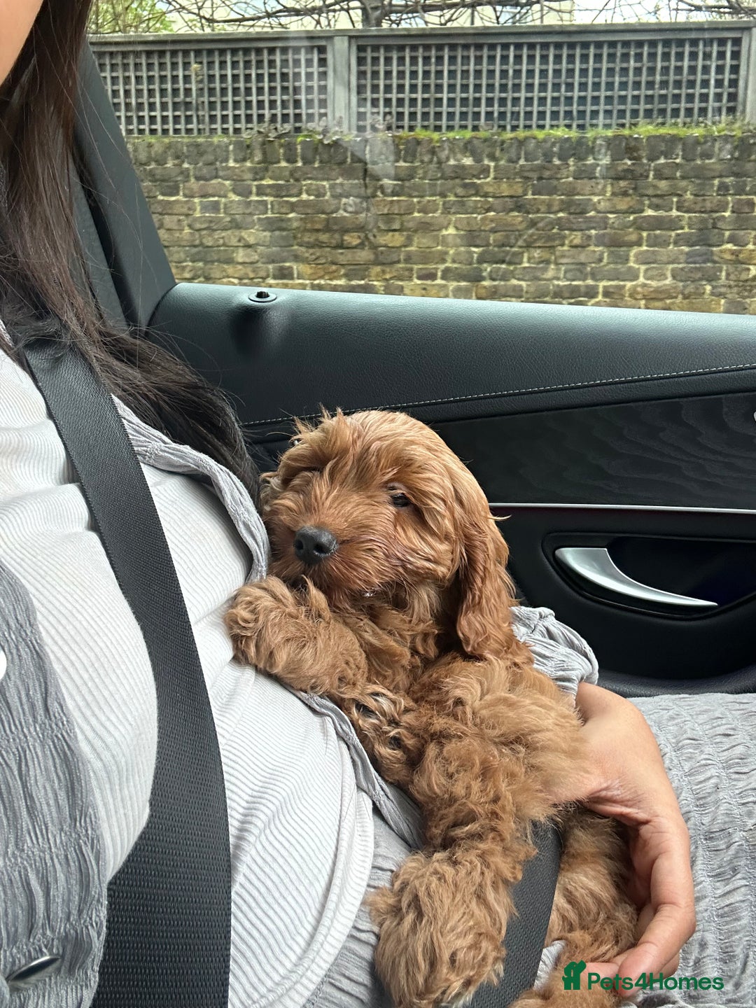 Mixed Breed dogs for sale: Puppies looking for a loving family  - Image 7