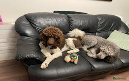 Standard Poodle dogs for stud: Brown & white parti standard poodle  - Image 5
