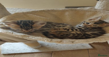 Bengal cats - Advert 8