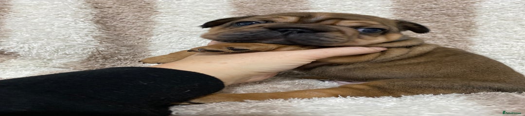 French Bulldog Puppy 5