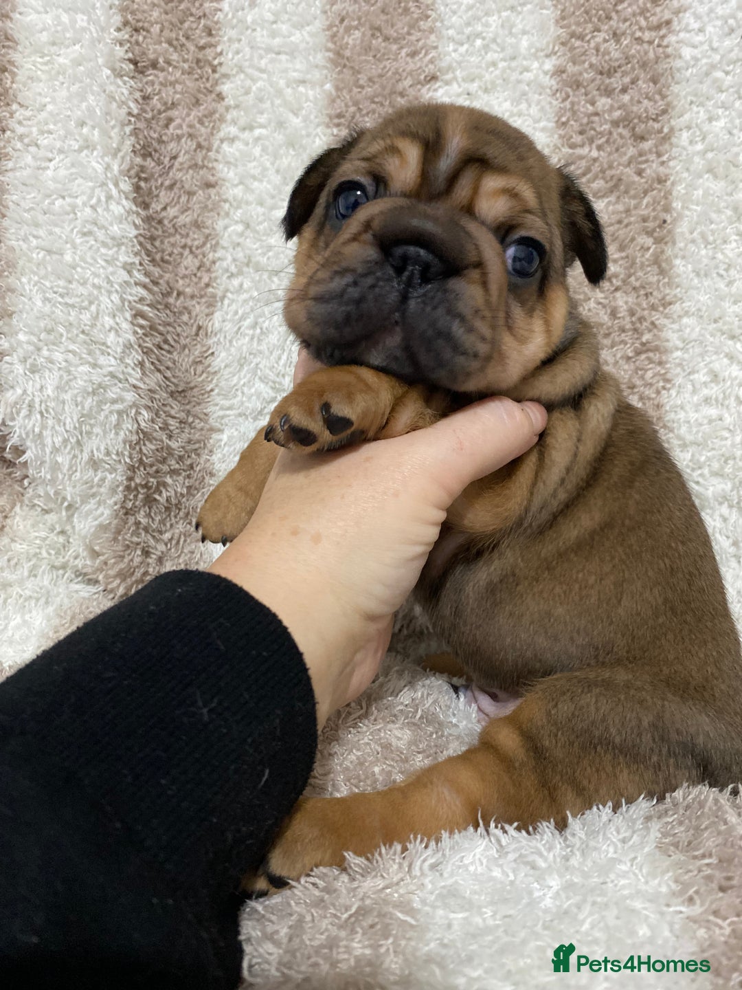 French Bulldog dogs for sale: BEAUTIFUL CHUNKY FRENCHIE PUPS - Advert 14