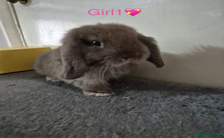 Mini Lop rabbits - Advert 1