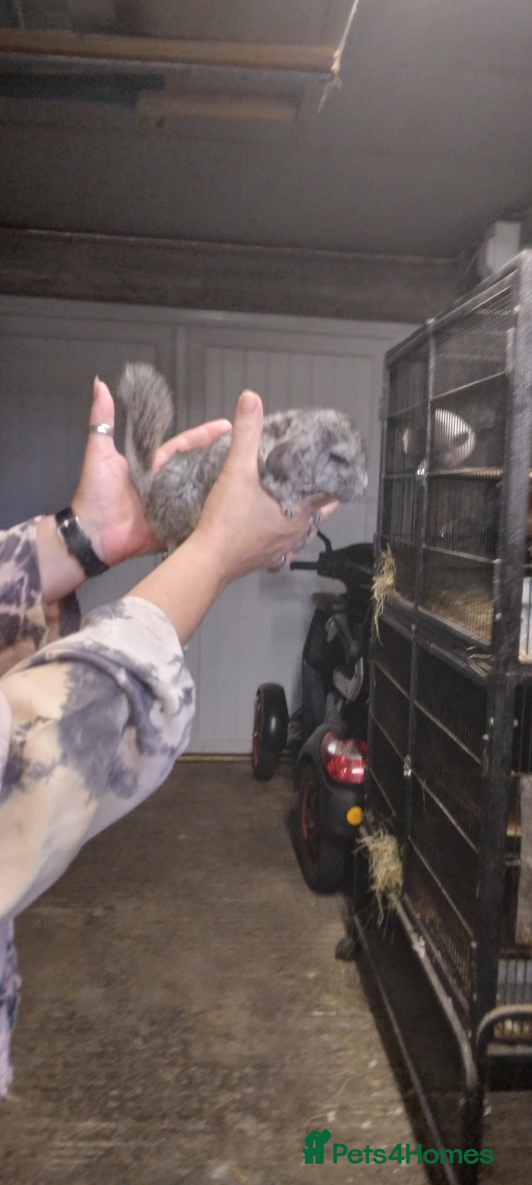 Chinchilla rodents for sale: Baby Male grey Chinchilla for Sale - Image 1