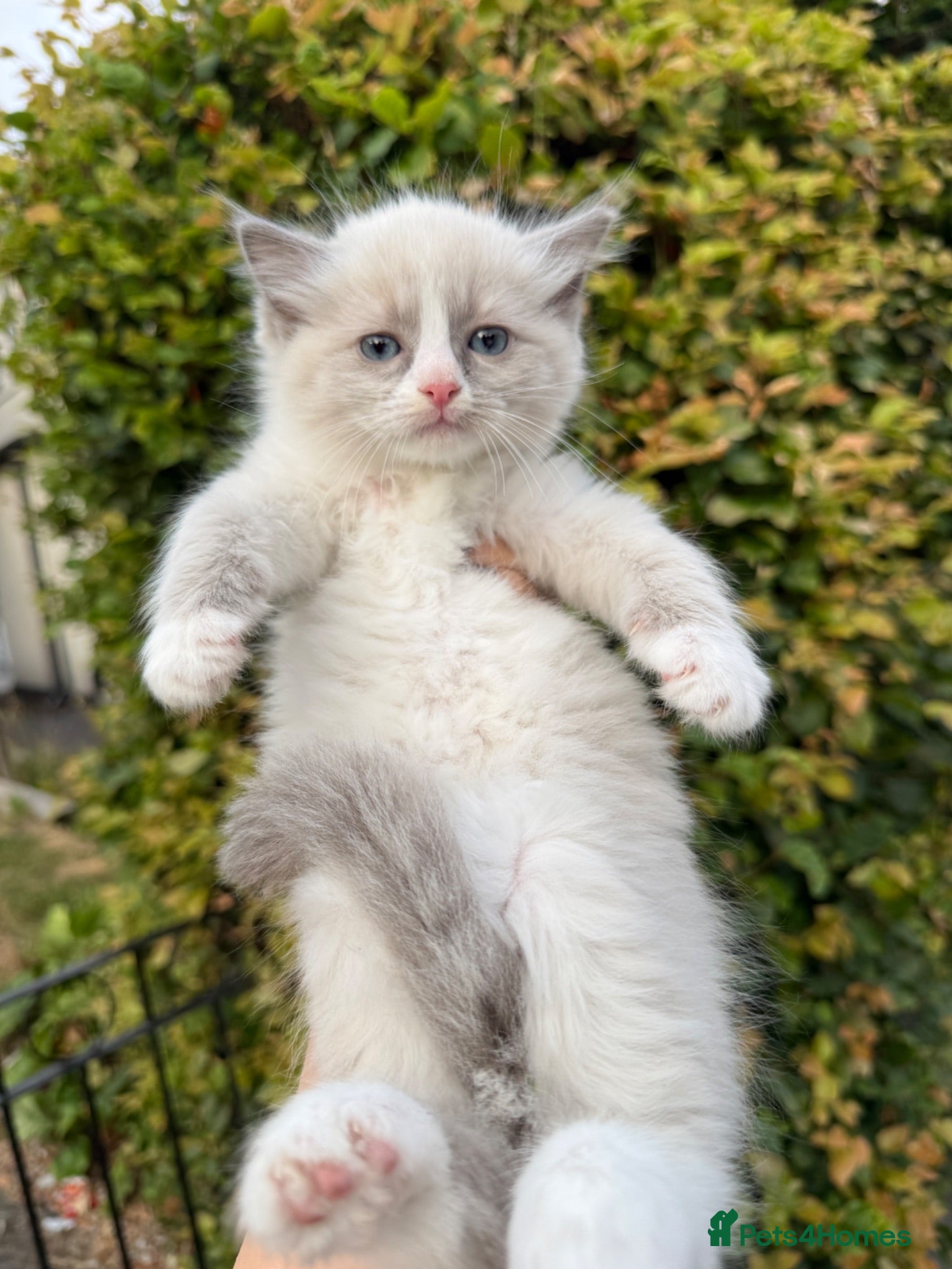 Ragdoll cats Chunky Ragdoll kittens  - Advert 1