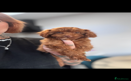 Cavapoo dogs for sale: Fox red toy F1B cavapoos last few  - Image 1