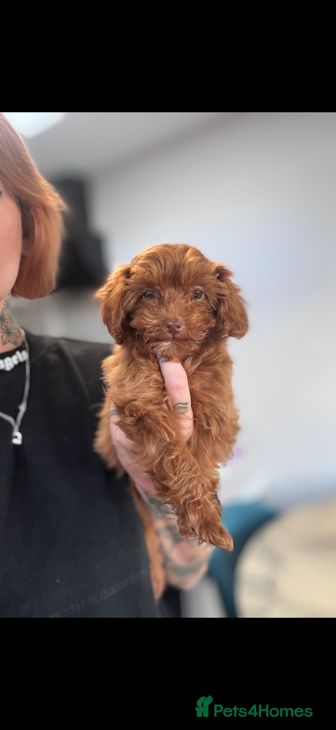 Cavapoo dogs for sale: Fox red toy F1B cavapoos last few  - Image 1