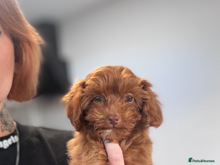 Cavapoo dogs - Advert 14