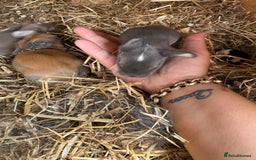 Mini Lop rabbits for sale: Mini lop - Image 9
