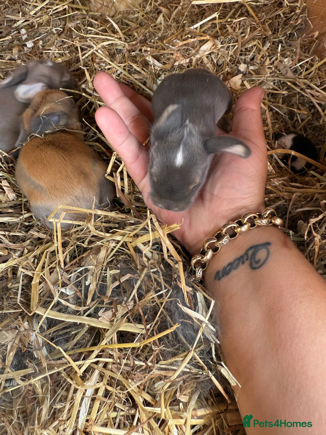 Mini Lop rabbits for sale: Mini lop - Image 9